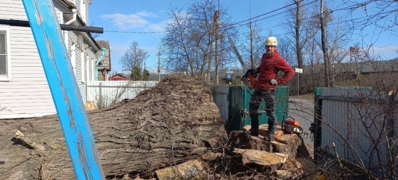 Процесс валки деревьев